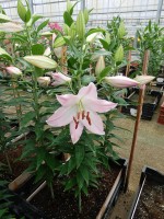 [5369 Hilux VZ No01.JPG]